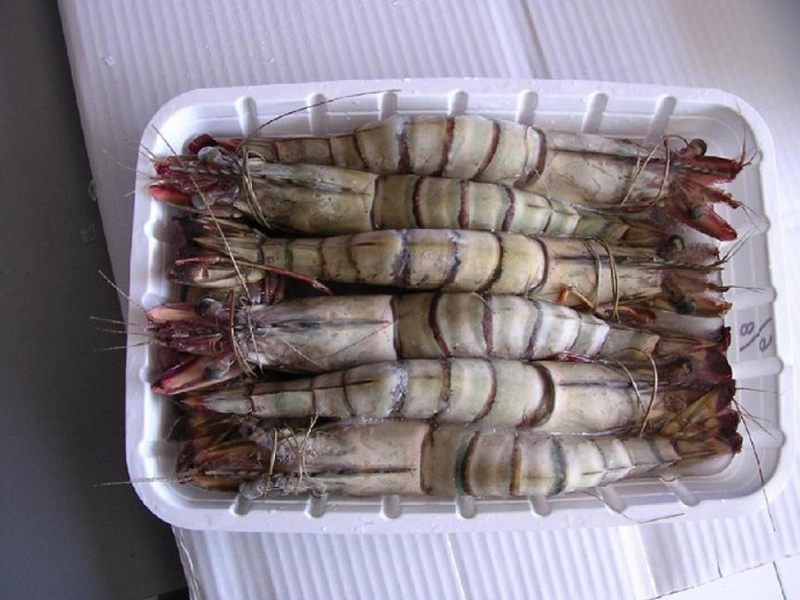 RAW WHOLE ROUND